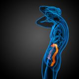 Magen-Darm-Trakt: Veränderung der Darmbakterienbesiedlung