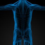 Muskeln: Leistungskraft kann sogar steigen