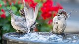 GEO Leserfoto: Die besten Leserfotos: April 2016 - Bild 2