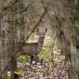 Rehgeiss im Wald