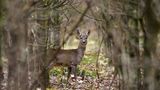 Rehgeiss im Wald