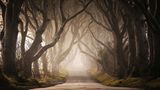 The Dark Hedges