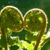 Tuschelnde Farnkräuter