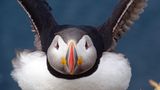 Papageientaucher in den Westfjorden Islands