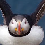 Papageientaucher in den Westfjorden Islands