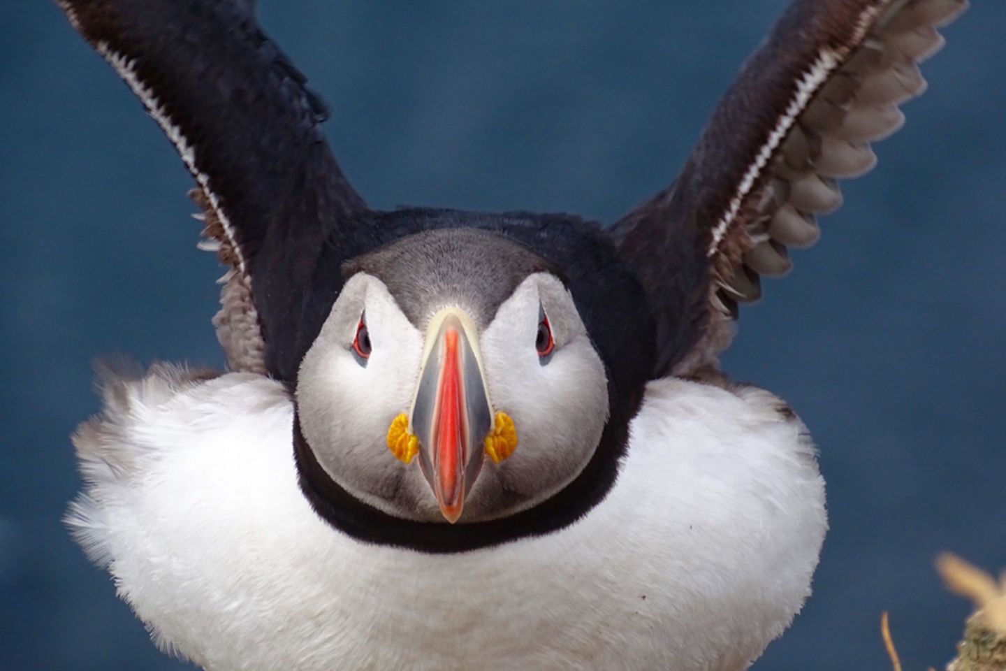 Papageientaucher in den Westfjorden Islands