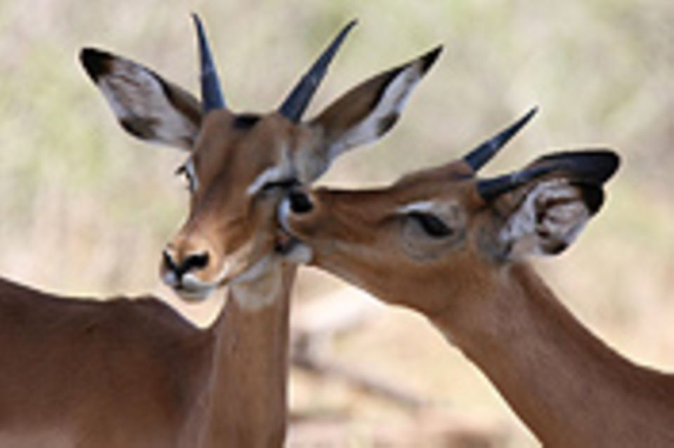 Schiebepuzzle: Nr. 112: Samburu Nationalpark