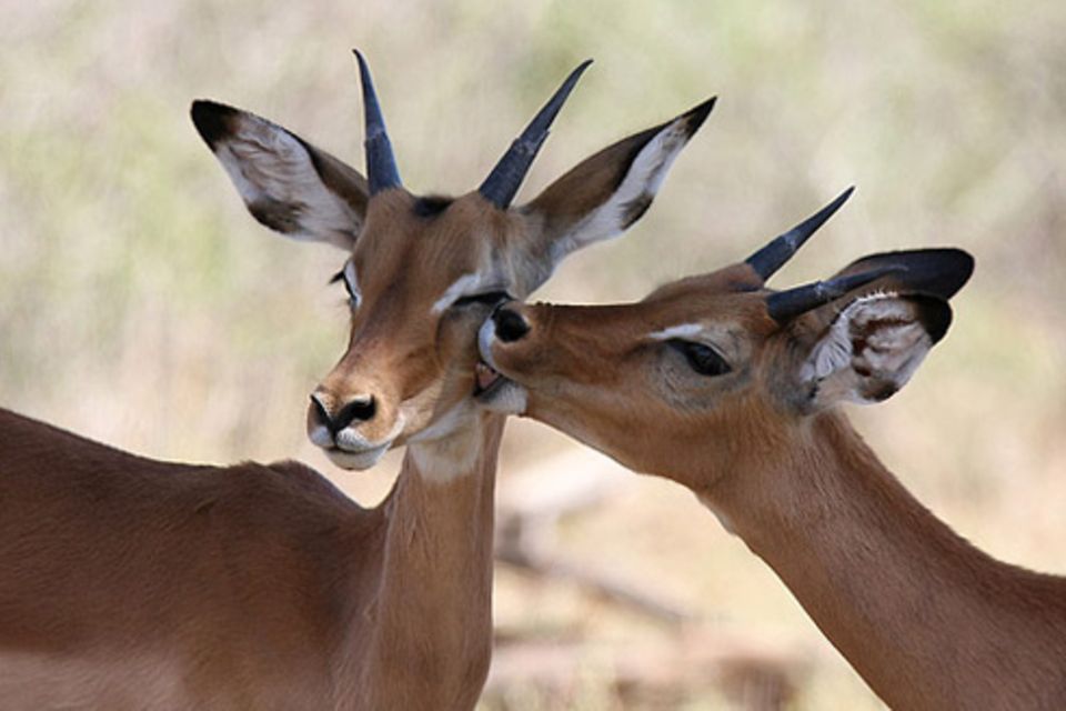 Schiebepuzzle: Samburu Nationalpark