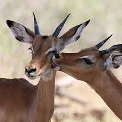 Schiebepuzzle: Samburu Nationalpark