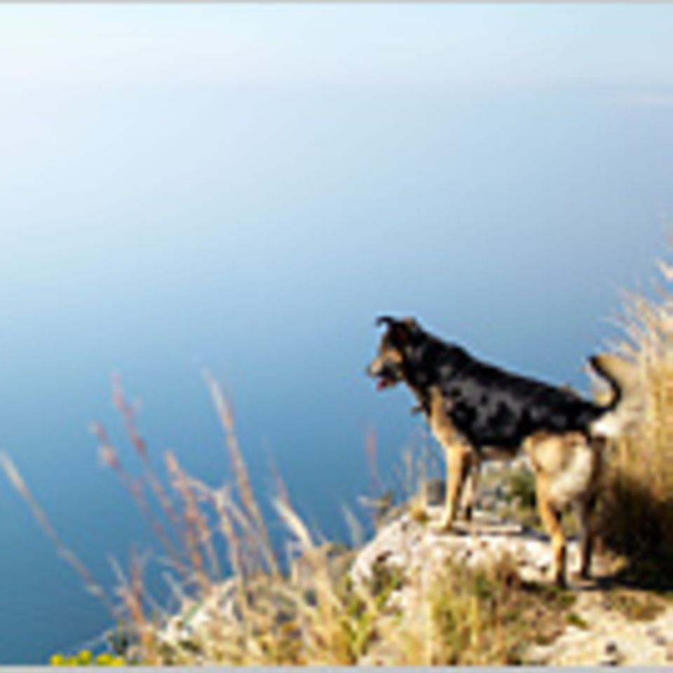 Tierschutz macht keinen Urlaub