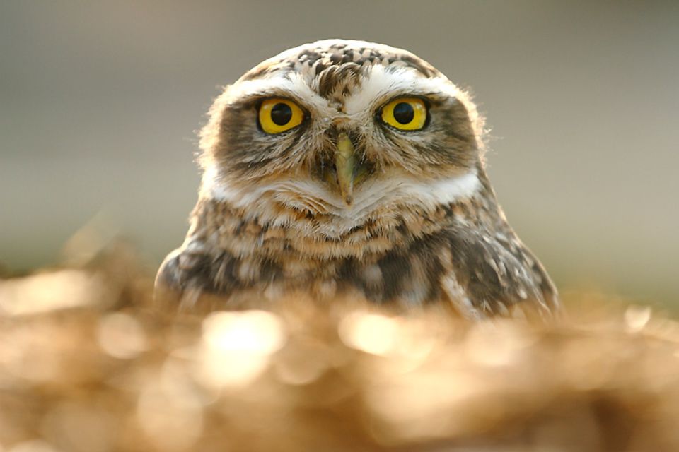 Leserfoto des Monats: Es war schon ein wenig Geduld nötig, bis sich die kleine Eule im Zoo Bochum richtig in Positur gesetzt hatte. Jörg Hüßhoff aus Gelsenkirchen konnte warten – und gewinnt mit diesem »Porträt« den GEO.de-Wettbewerb im August Leserfoto des Monats: Es war schon ein wenig Geduld nötig, bis sich die kleine Eule im Zoo Bochum richtig in Positur gesetzt hatte. Jörg Hüßhoff aus Gelsenkirchen konnte warten – und gewinnt mit diesem »Porträt« den GEO.de-Wettbewerb im August