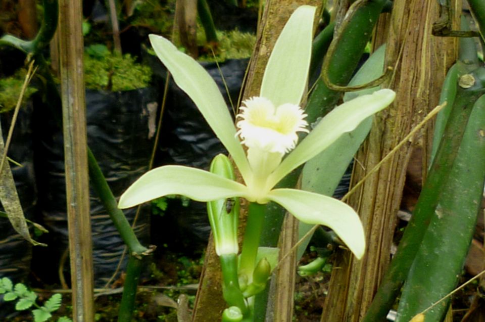 Deutlich lässt sich an der Blüte der Vanille erkennen, dass die Pflanze zu den Orchideen gehört