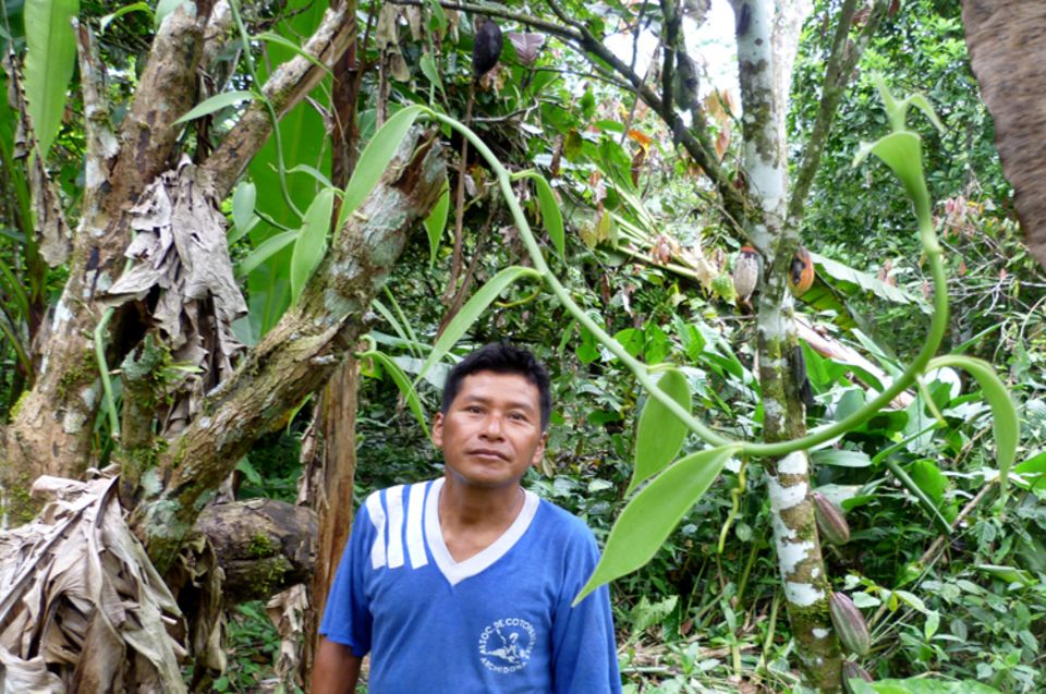 Vanillepflanzen, hier in einer Chakra, einer Mischanbaufläche umgeben von Regenwald, benötigen andere Gewächse als Kletterhilfe