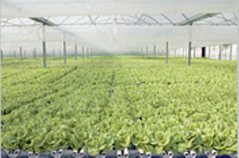 Lebensmittelproduktion: Wie klimafreundlich ist unsere Nahrung?