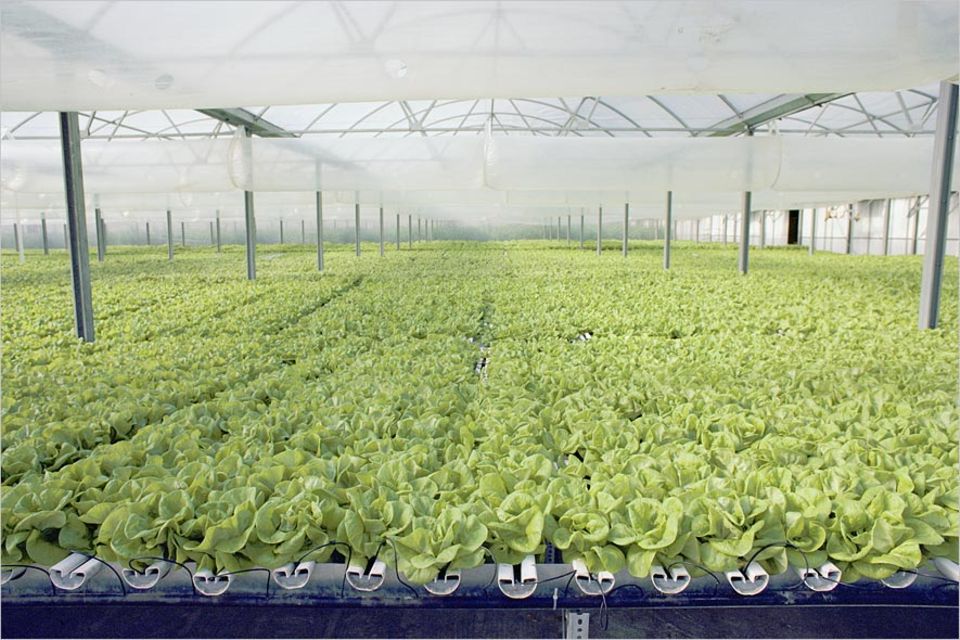 Lebensmittelproduktion: In Zukunft könnten Obst und Gemüse ohne Erde in Gewächshäusern mitten in Städten gedeihen (wie hier in New York) - vielleicht sogar in Hochhäusern mit 30 Stockwerken Lebensmittelproduktion: In Zukunft könnten Obst und Gemüse ohne Erde in Gewächshäusern mitten in Städten gedeihen (wie hier in New York) - vielleicht sogar in Hochhäusern mit 30 Stockwerken