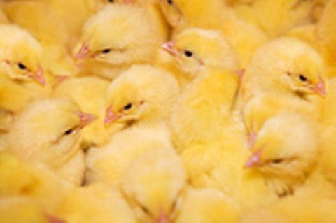 Massentierhaltung: Herzinfarkt auf dem Bauernhof