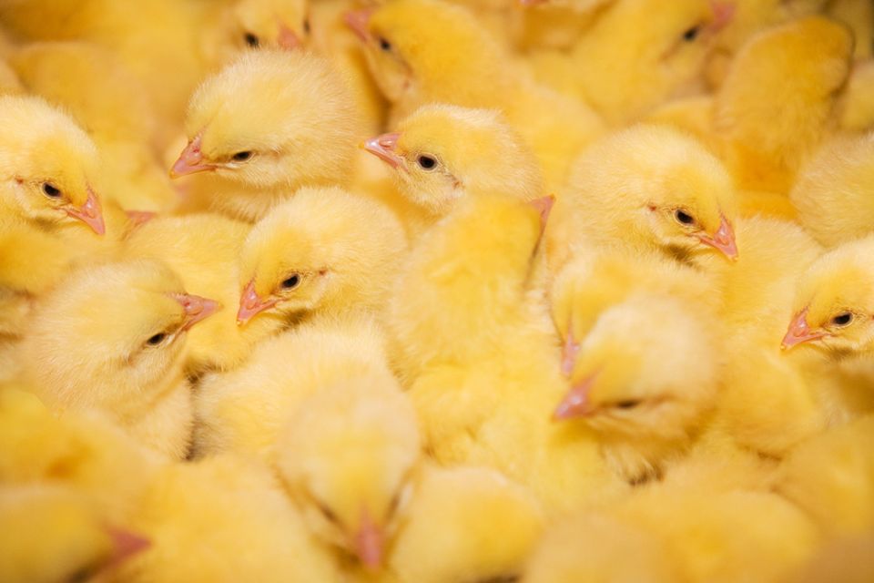 Massentierhaltung: Bis zu drei von hundert Hähnchen sterben in der Mast an plötzlichem Herzversagen Massentierhaltung: Bis zu drei von hundert Hähnchen sterben in der Mast an plötzlichem Herzversagen