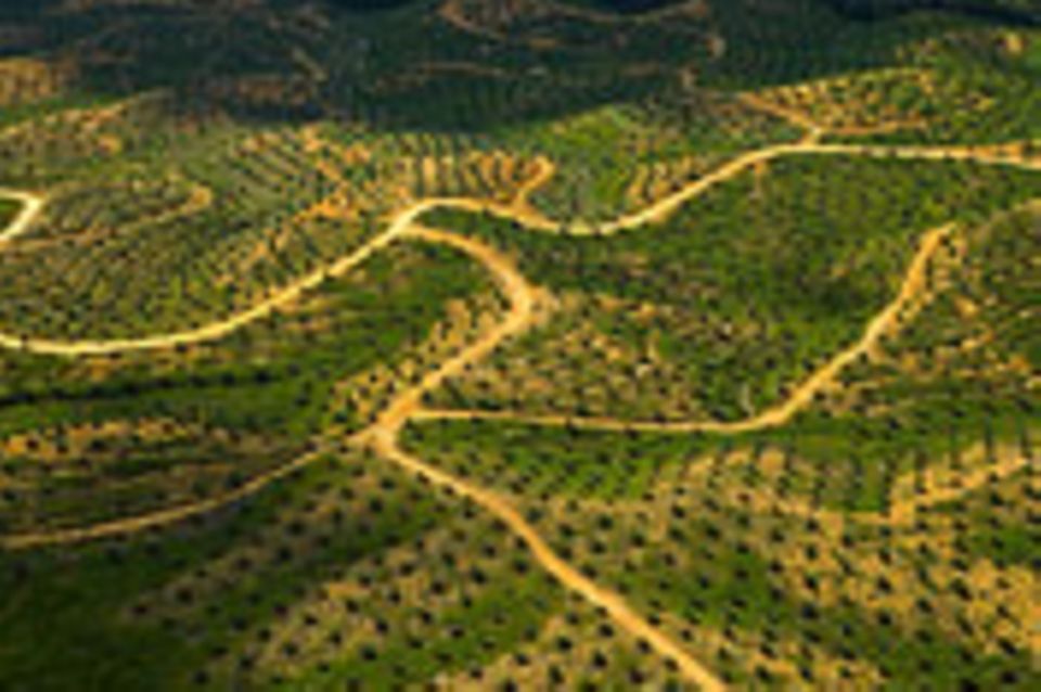 Lebensmittelproduktion: Palmöl statt Regenwald?