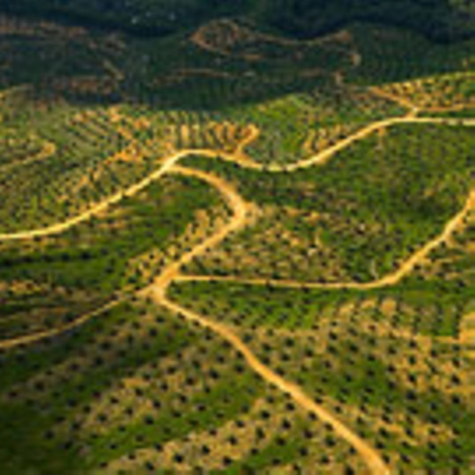 Lebensmittelproduktion: Palmöl statt Regenwald?