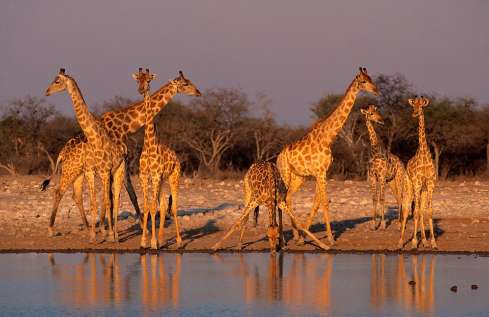 Bevor die Giraffen ihre langen Hälse gen Wasser neigen, suchen sie akribisch die Umgebung nach lauernden Gefahren ab