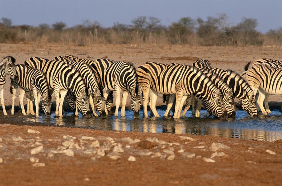 Zebras, Antilopen und Warzenschweine sind die häufigsten Gäste an den Wasserlöchern