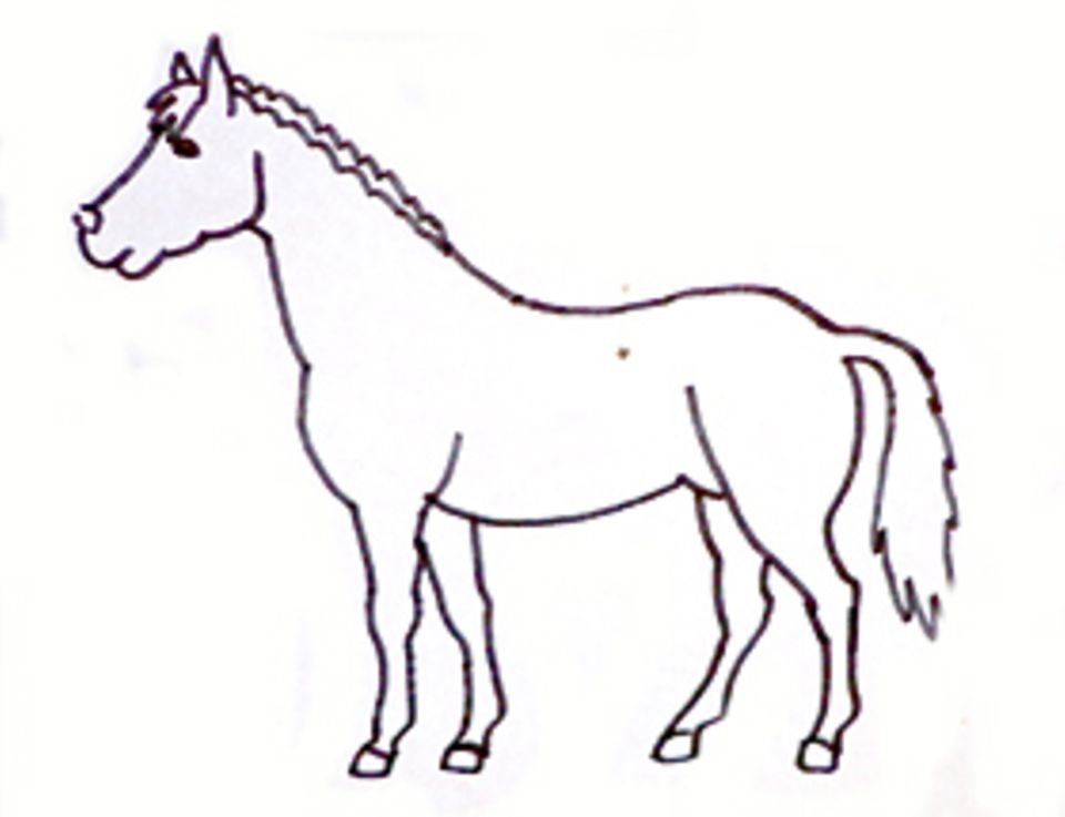 Die Ohren eines Pferdes sind stets in Bewegung. Sie können so die gesamte Umgebung wahrnehmen