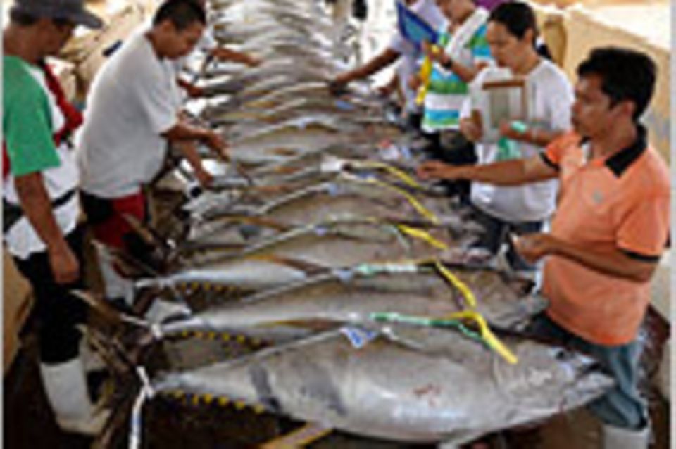 Fischereipolitik: "Zustand der Bestände schlechter als gedacht"