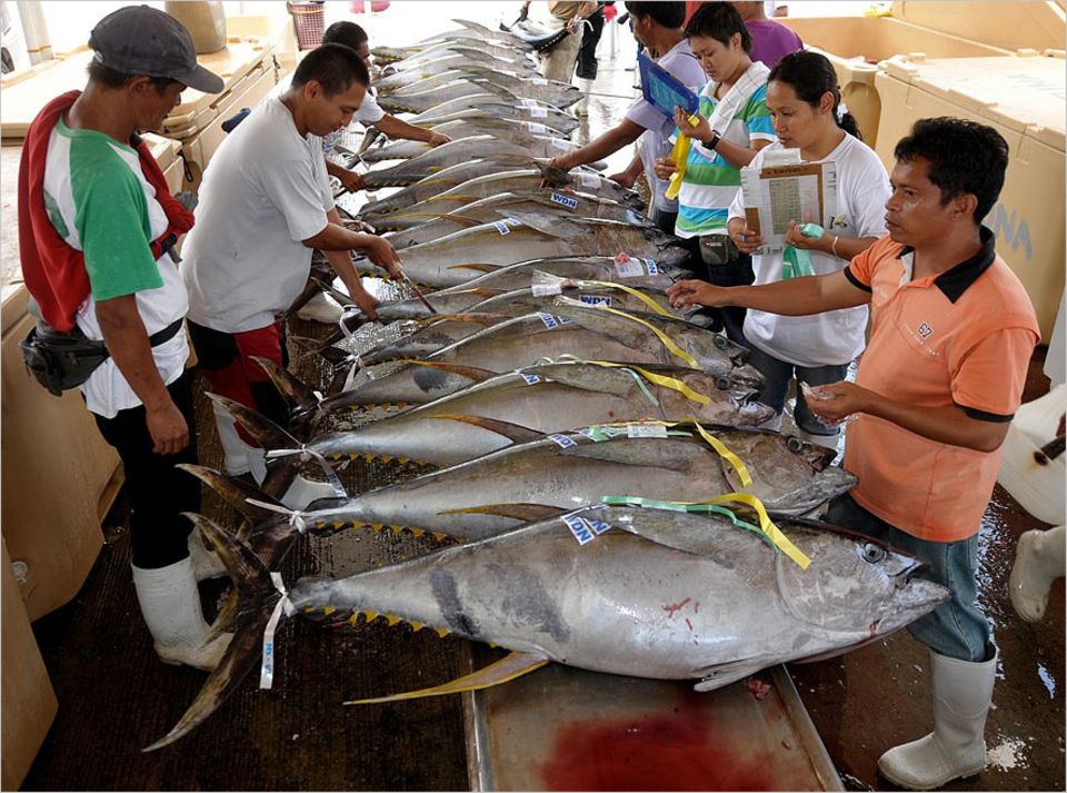 Fischereipolitik: Nach Angaben des WWF sind die Bestände des Gelbflossenthunfischs fast überall auf der Welt überfischt Fischereipolitik: Nach Angaben des WWF sind die Bestände des Gelbflossenthunfischs fast überall auf der Welt überfischt