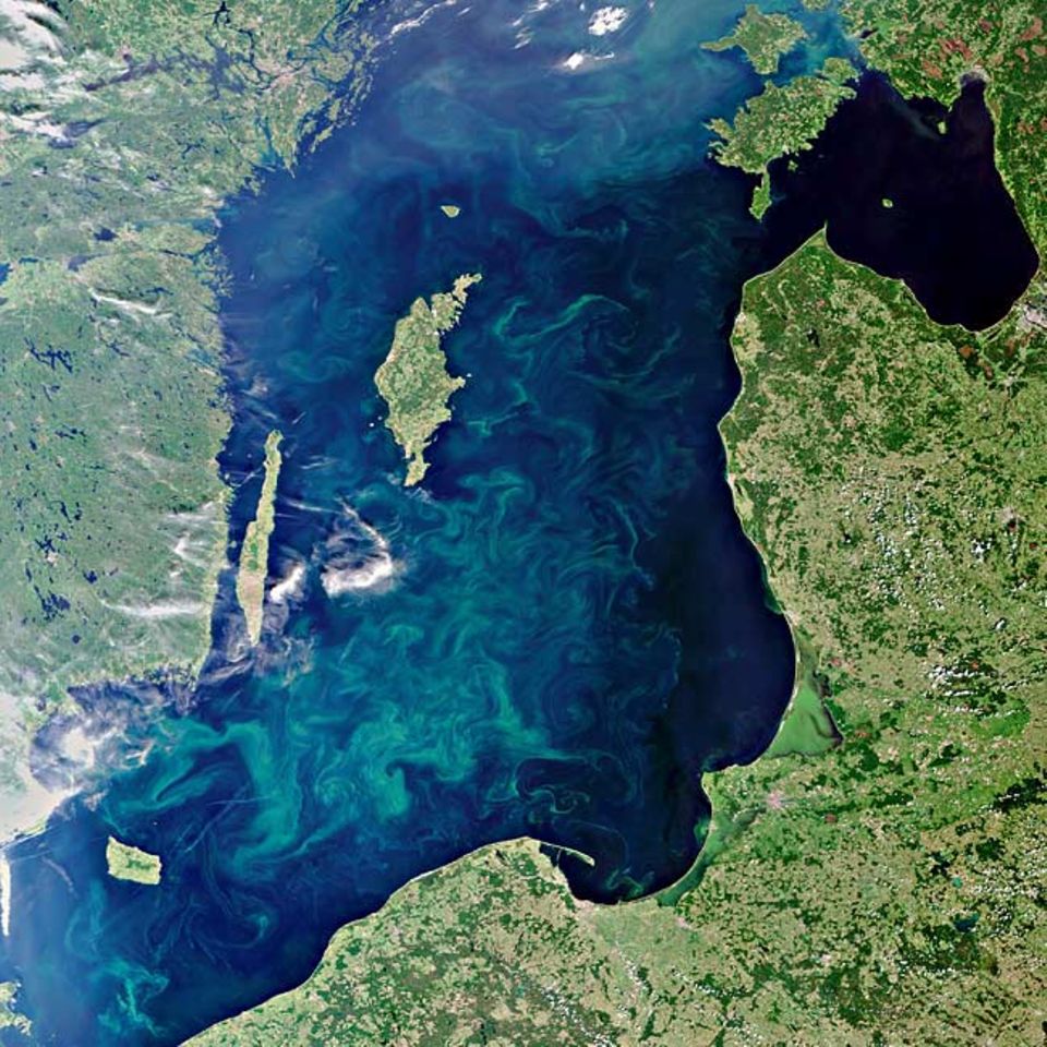 Algenblüte in der Ostsee: ein Segen fürs Klima? Algenblüte in der Ostsee: ein Segen fürs Klima?