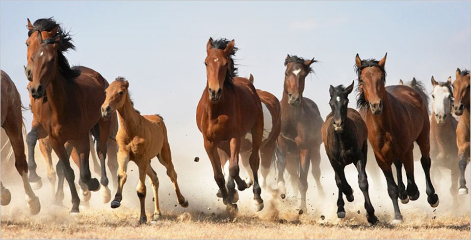 Mustang Pferde Mikrofaser Vorhänge Mustang Herde Tiere 