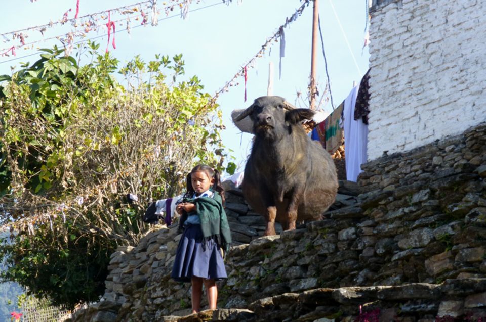 Bildergalerie: In der Siedlung kann man jederzeit einem Büffel begegnen, wie dieses Mädchen auf dem Weg zur Schule