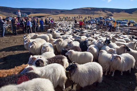 Island, der große Schafabtrieb