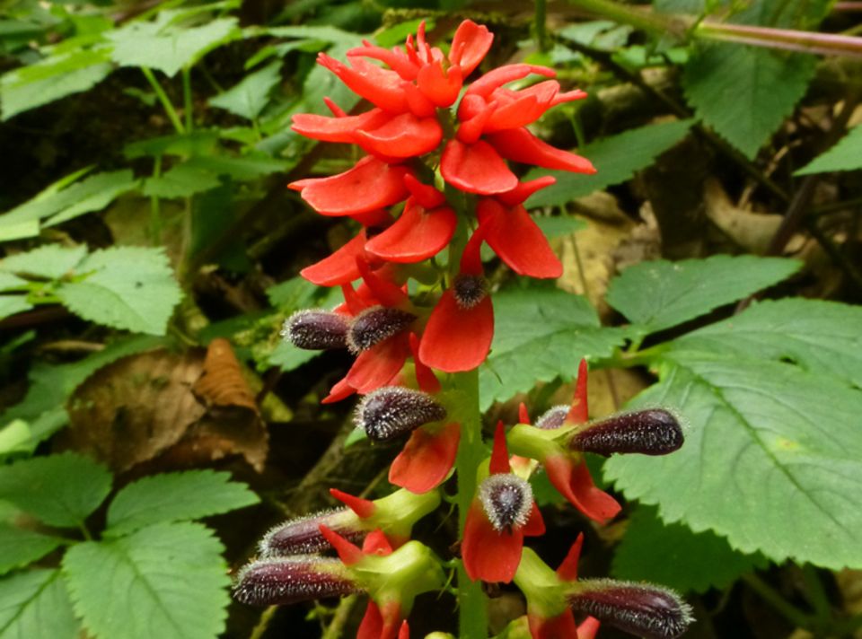 Diese ungewöhnliche Blüte gehört zu Tourrettia lappacea, ein Baum der Familie Bignoniaceae, die im Intag auch durch weitere Baumarten vertreten ist