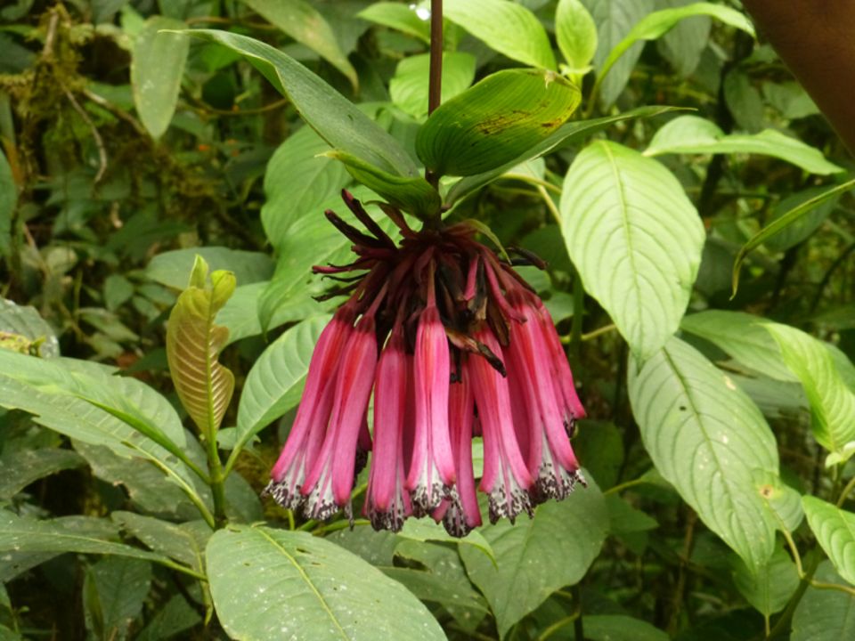 Auch diese prachtvolle Blüte zeigte sich Waldbesuchern im Juni 2015