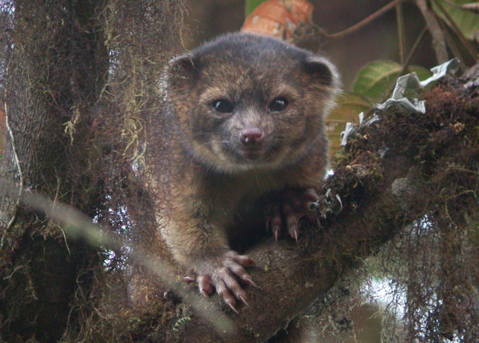 Die Sensation des Jahres 2013: Im ecuadorianischen Bergnebelwald, nahe des Projektgebiets, wird der Anden-Makibär, auch Olinguito genannt (lat.: Bassaricyon neblina), entdeckt