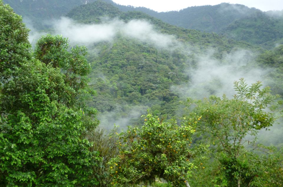 Typischer Bergnebelwald in der Intag-Region