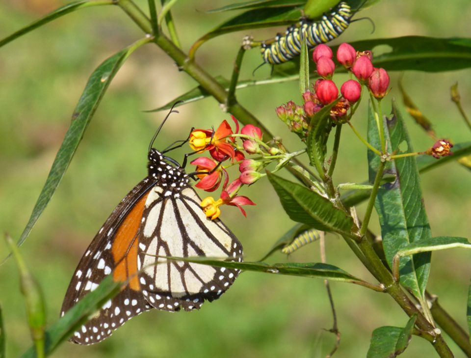 Der weit verbreitete Monarchfalter ist ein berühmter Wanderfalter
