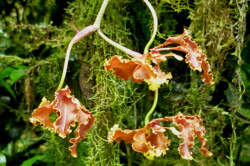 Im Bergnebelwald der Intag-Region gedeihen hunderte von Orchideenarten wie diese