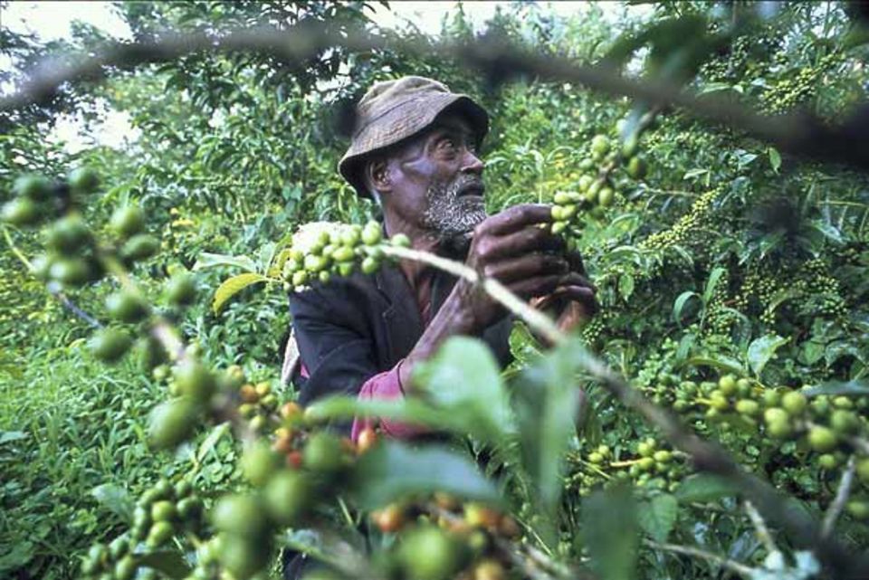 Jeder Bauer in den Hügeln um die Provinzhauptstadt Bonga baut Kaffee-Sträucher in Mischkultur zwischen Hirse und Mais an. Geerntet wird im November, mit bis zu zehn Pflückeinsätzen