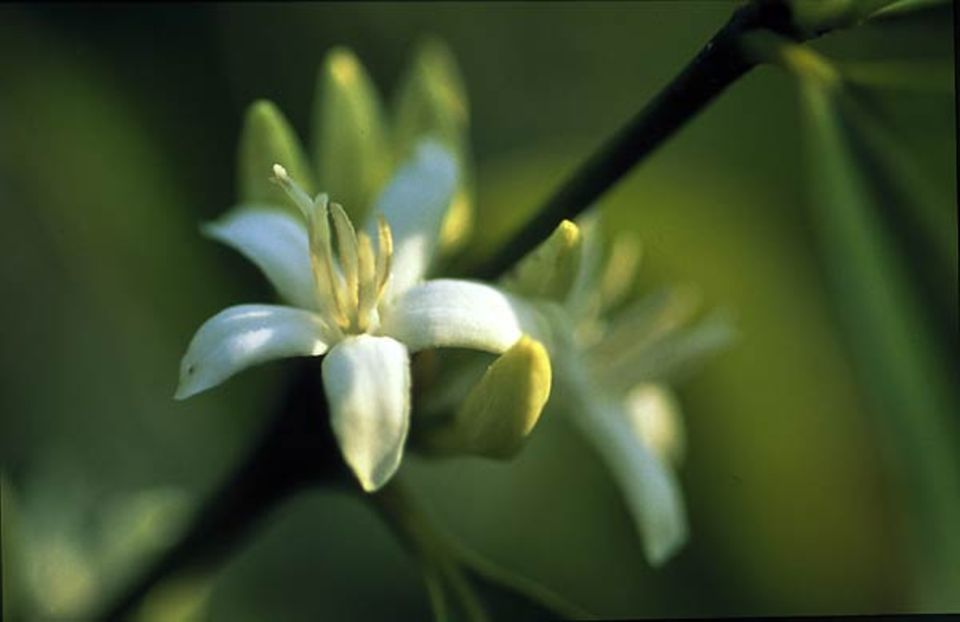 Im Februar blühen die Kaffee-Büsche und verbreiten ihren süßen Duft, jede Blüte nur für wenige Stunden