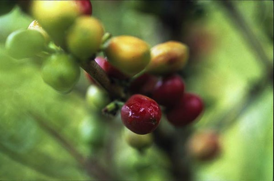 Neun Monate brauchen die Beeren bis zur kirschroten Reife - so lange wie kaum eine andere Frucht Neun Monate brauchen die Beeren bis zur kirschroten Reife - so lange wie kaum eine andere Frucht