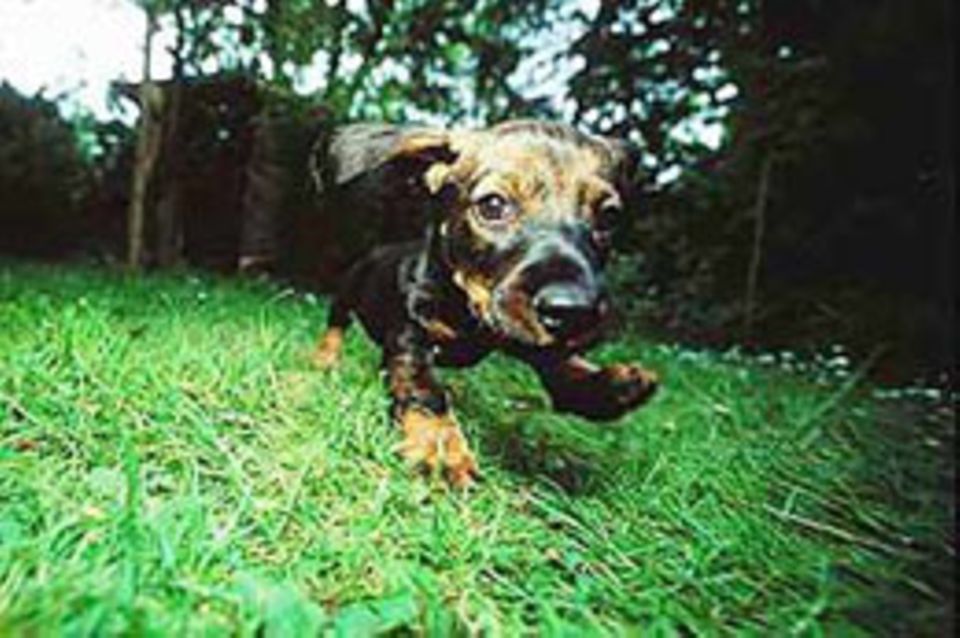 Hechel, hechel: Yesper erkundet sein Revier, den Garten seiner neuen Besitzer. Hechel, hechel: Yesper erkundet sein Revier, den Garten seiner neuen Besitzer.