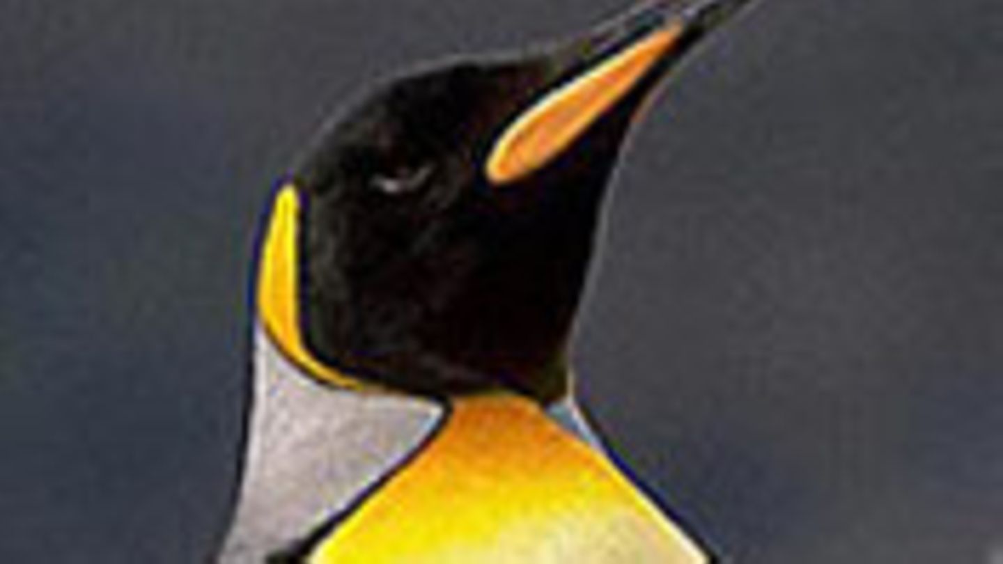 Wie Pinguin-Kacke dem Klima hilft - FREDA Magazin