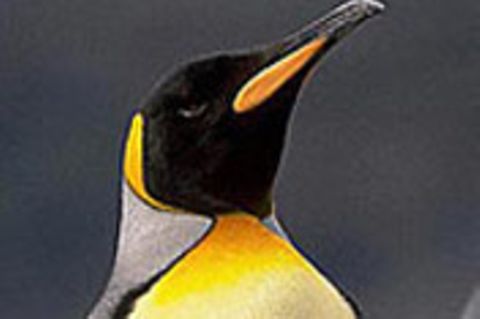 Pinguine: Die coolen Überlebenskünstler