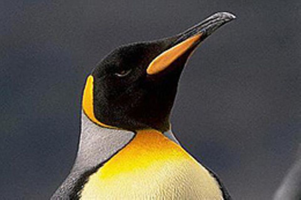 Pinguine: Die coolen Überlebenskünstler