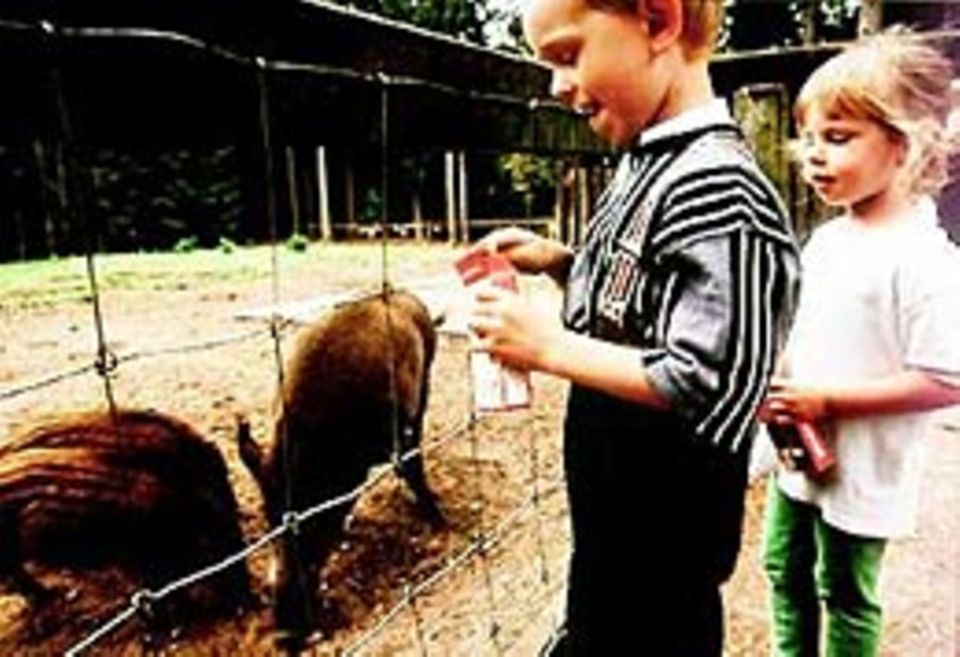 Wie die schlingen! Die beiden Kinder werfen den Wildschweinen Futter ins Gehege - und staunen, wie verfressen die 15 Wochen alten Frischlinge sind Wie die schlingen! Die beiden Kinder werfen den Wildschweinen Futter ins Gehege - und staunen, wie verfressen die 15 Wochen alten Frischlinge sind