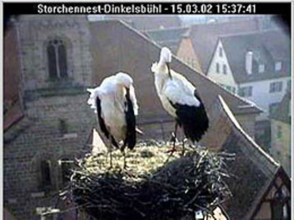 Zugvögel: Storchen-Webcam