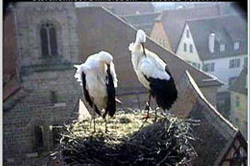 Zugvögel: Storchen-Webcam Zugvögel: Storchen-Webcam