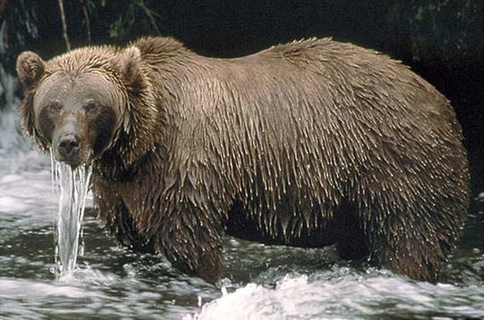 Alaska: Stundenlang steht ein Braunbär im eiskalten Fluss, tunkt immer wieder den Kopf in den Strom, um nach Fischen Ausschau zu halten
