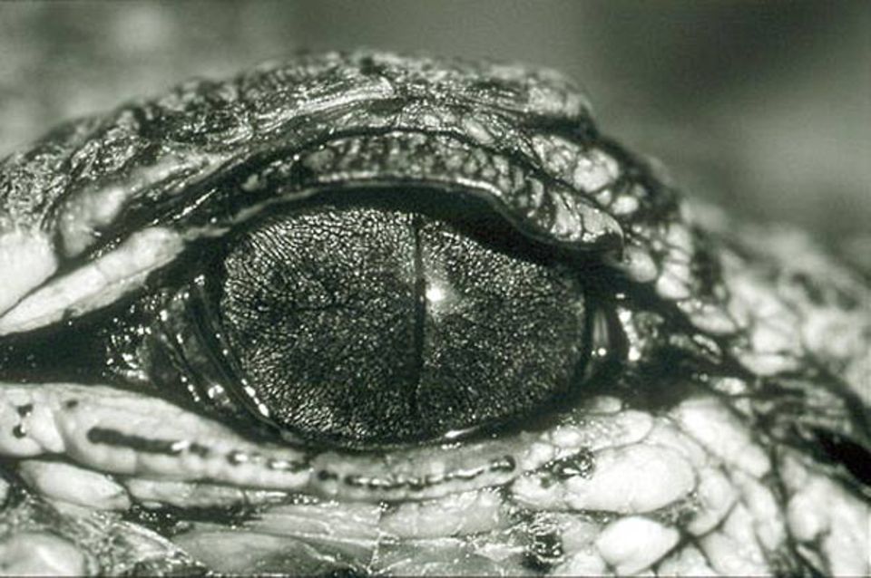 Auge eines jungen Alligators